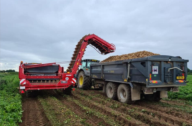 potato harvest 1