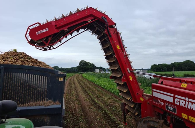 potato harvest 2
